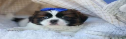 Shih Tzu dogs for sale: REX - Ad 10