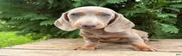 Miniature Dachshund dogs for sale: Briggs - Ad 5