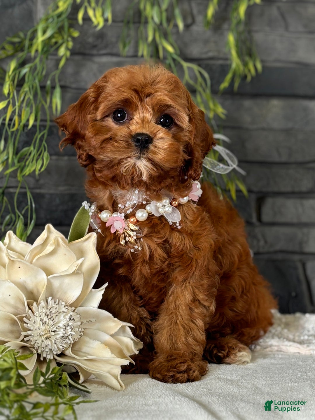 Cavapoo dogs for sale: Fifi - Ad 8