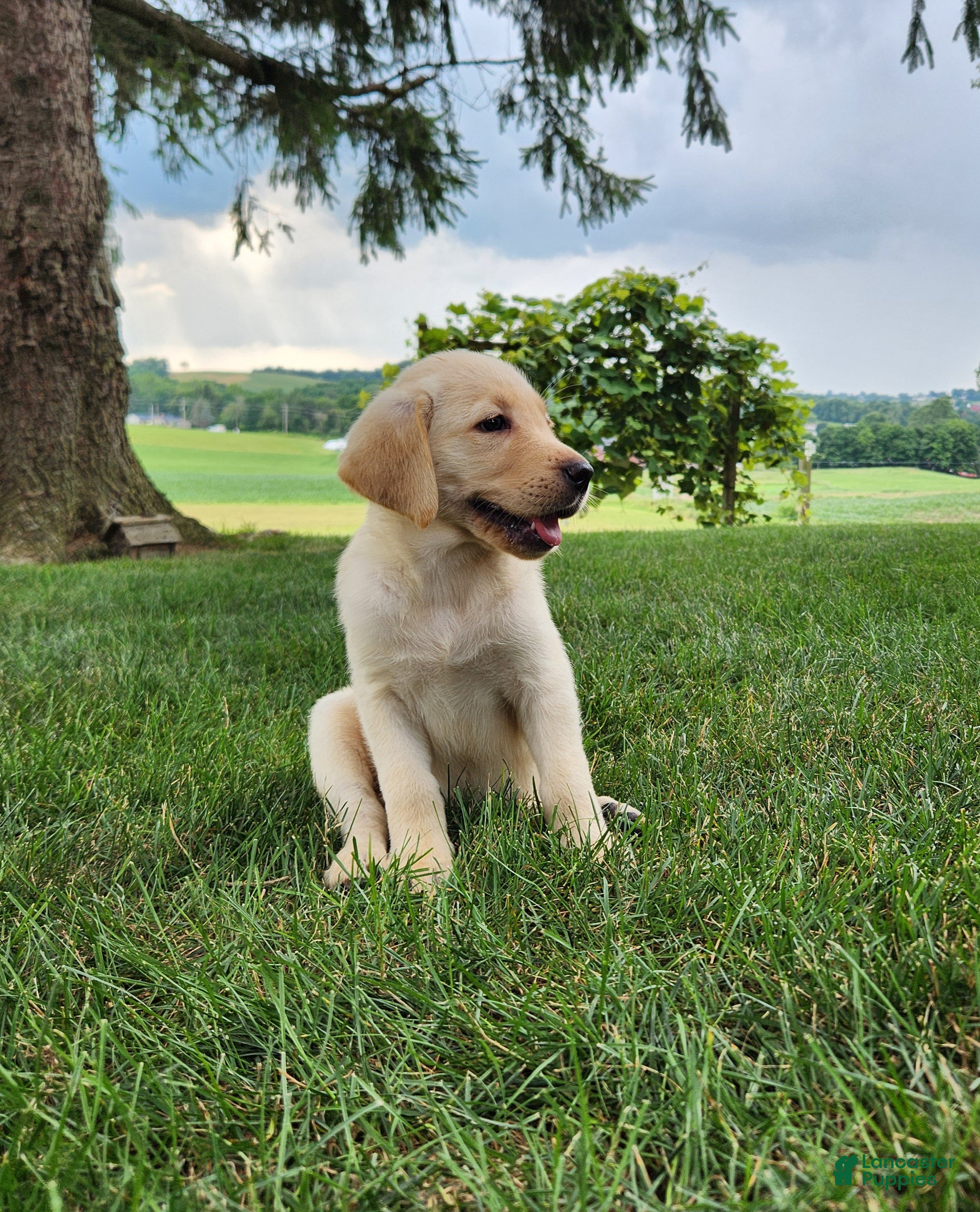 Labrador Retriever dogs Maggie  - Ad 1