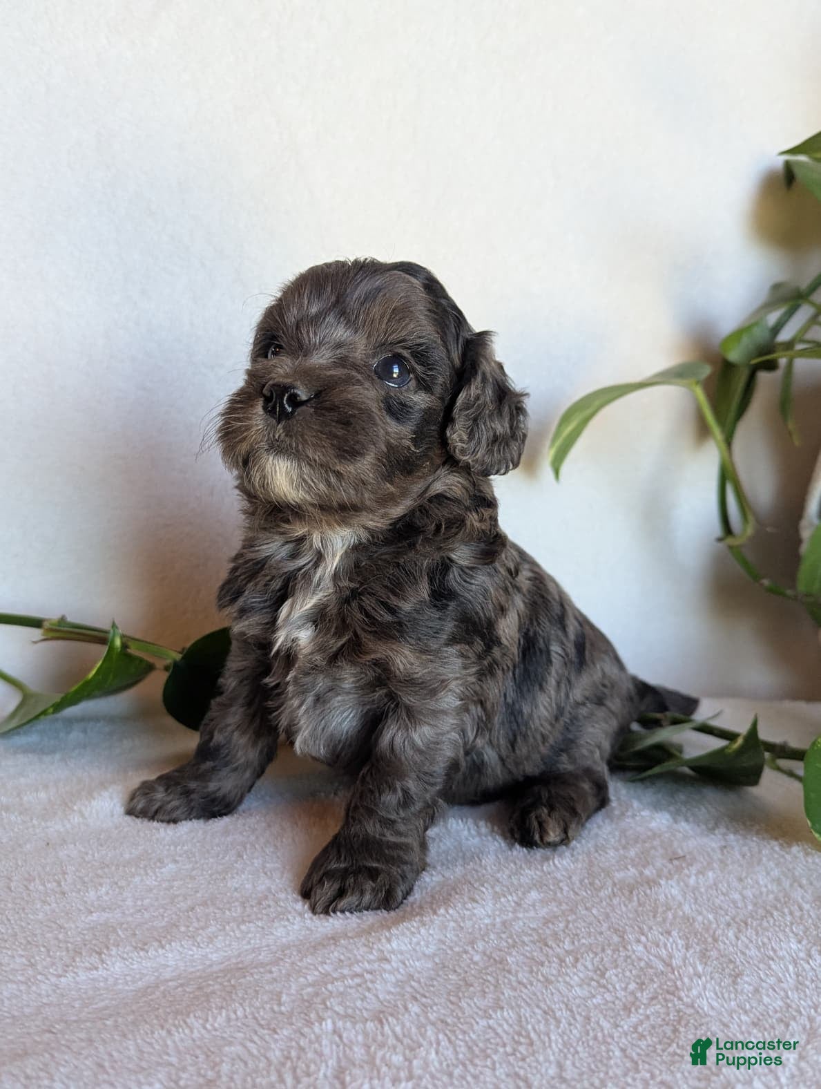 Cockapoo dogs for sale: Dixie F1B - Ad 2