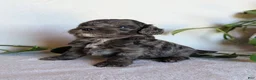 Cockapoo dogs for sale: Dixie F1B - Ad 2