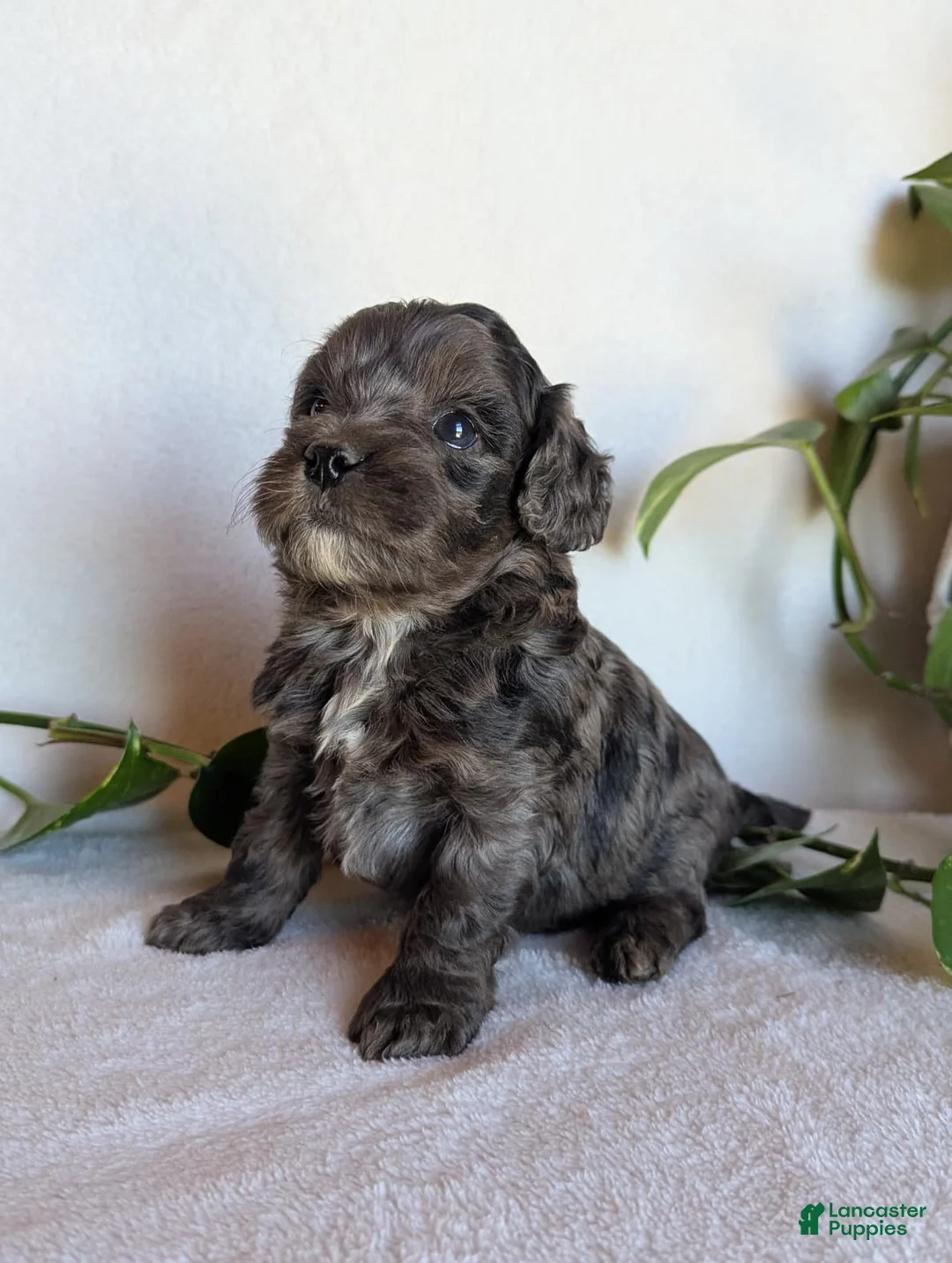 Cockapoo dogs for sale: Dixie F1B - Ad 2