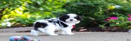 Cavapoo dogs for sale: Leo - Ad 12