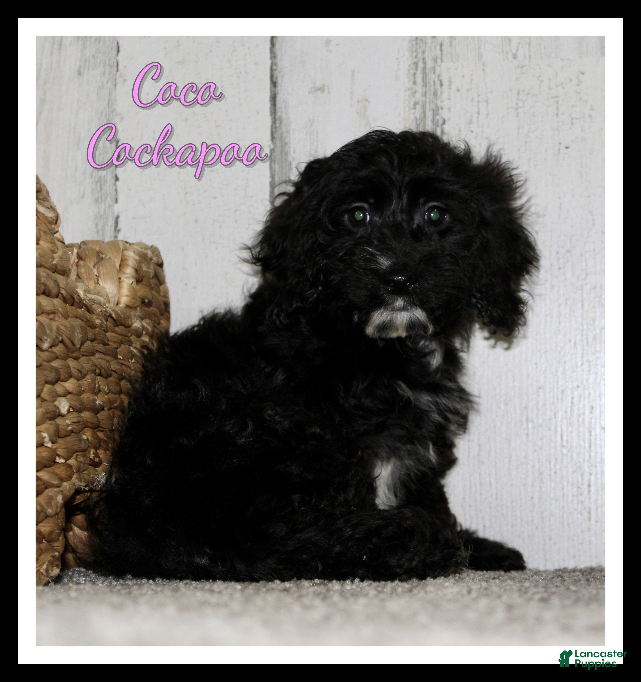 Cockapoo dogs Coco - Ad 30
