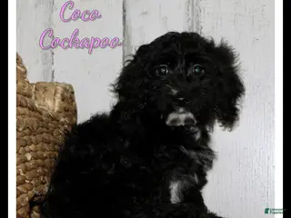 Cockapoo dogs Coco - Ad 30