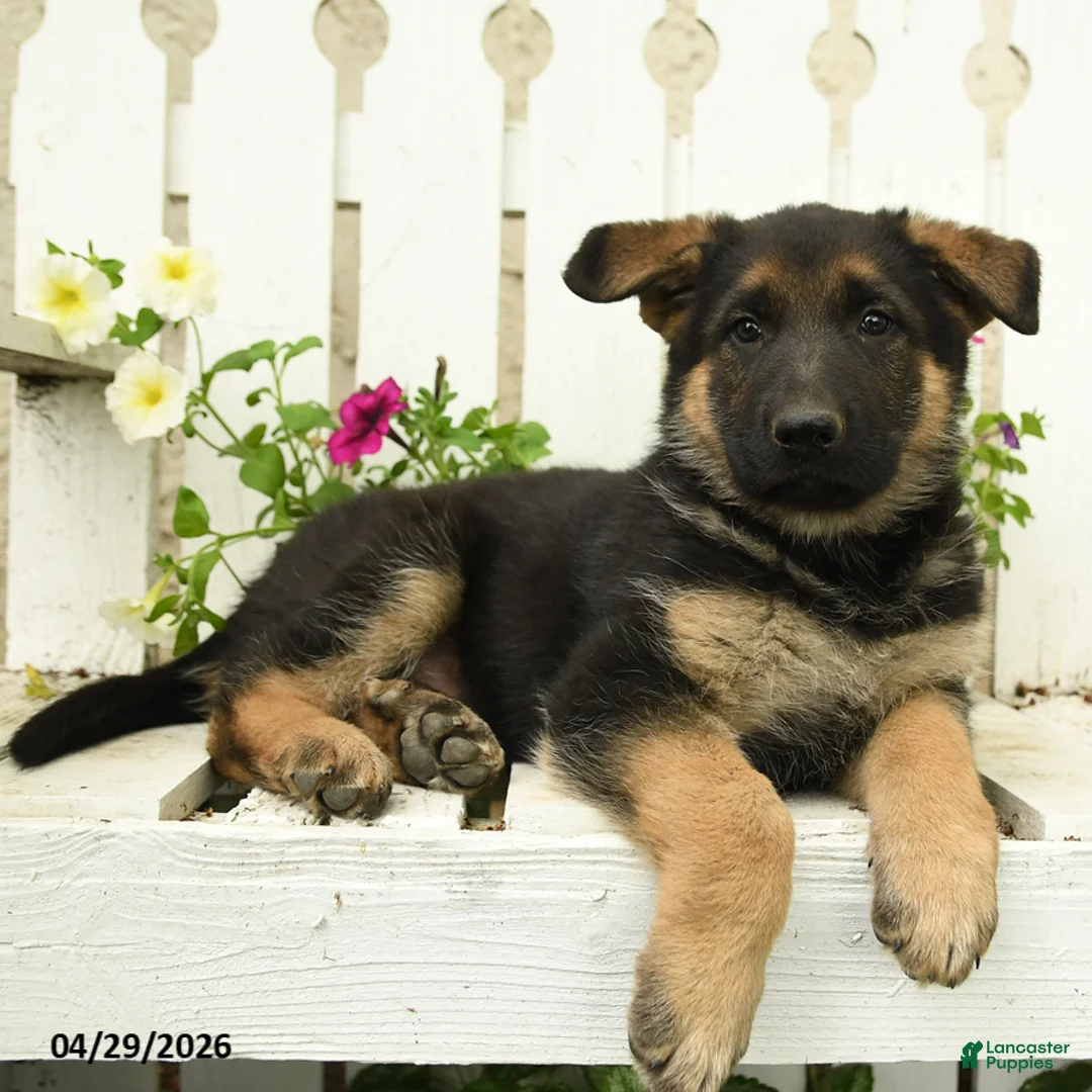 German Shepherd dogs for sale: Otto - Ad 2