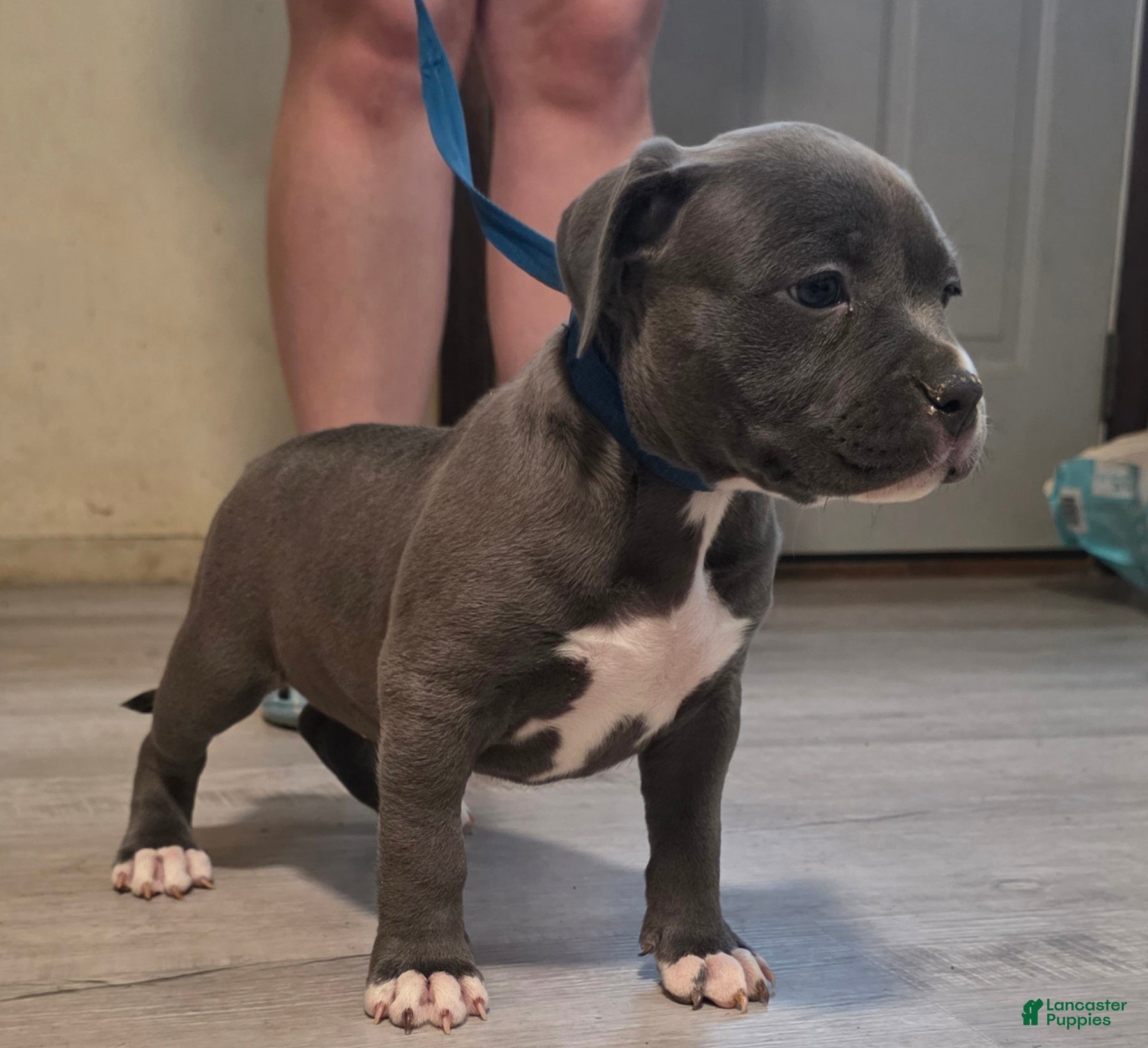 American Bully dogs Trixie - Ad 2