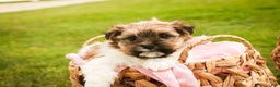 Havanese dogs for sale: Bella Rose - Ad 3