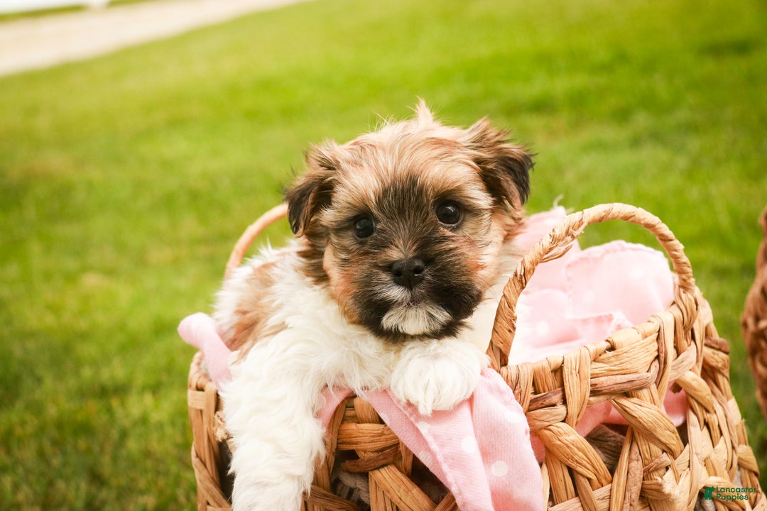 Havanese dogs for sale: Bella Rose - Ad 3