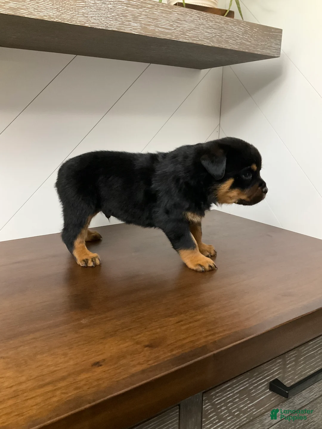Rottweiler dogs for sale: Rottweiler Puppy 5 - Ad 2