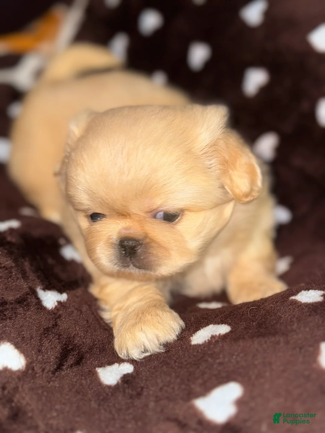 Pekingese dogs for sale: Pekingese Puppy 2 - Ad 1