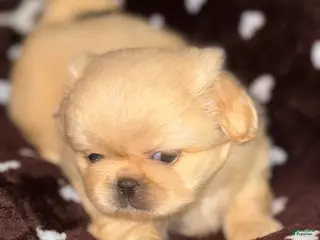 Pekingese dogs Pekingese Puppy 2 - Ad 2