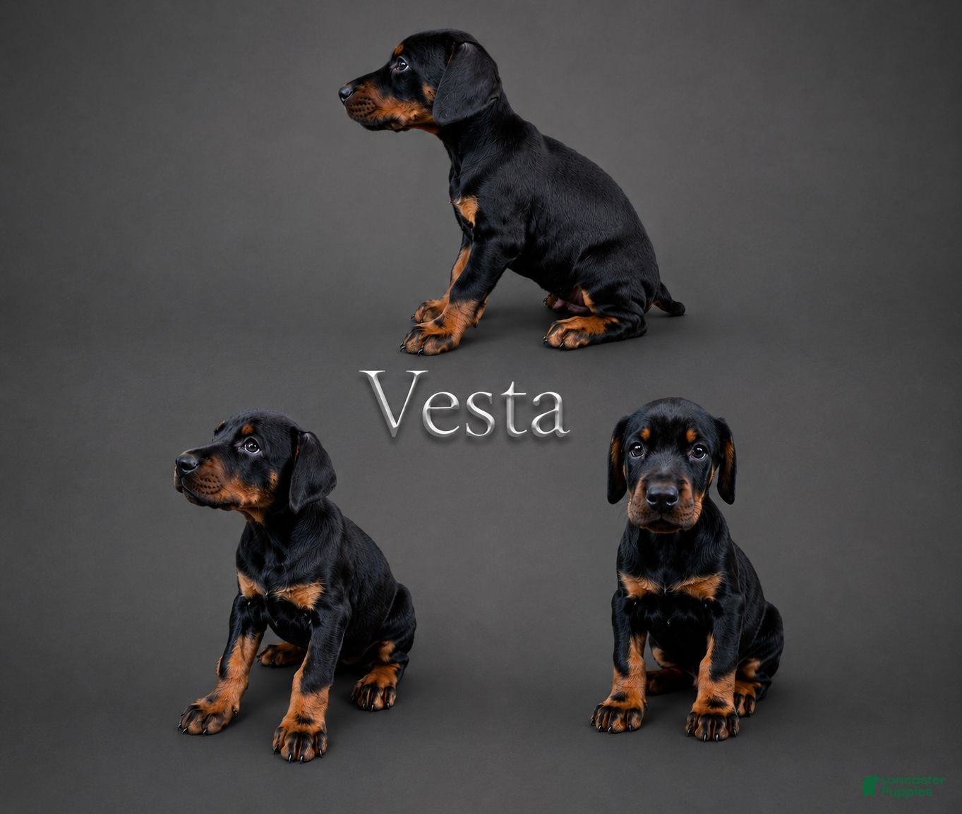 Doberman Pinscher dogs Vesta - Ad 28