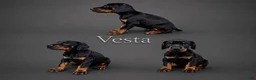 Doberman Pinscher dogs for sale: Vesta - Ad 1