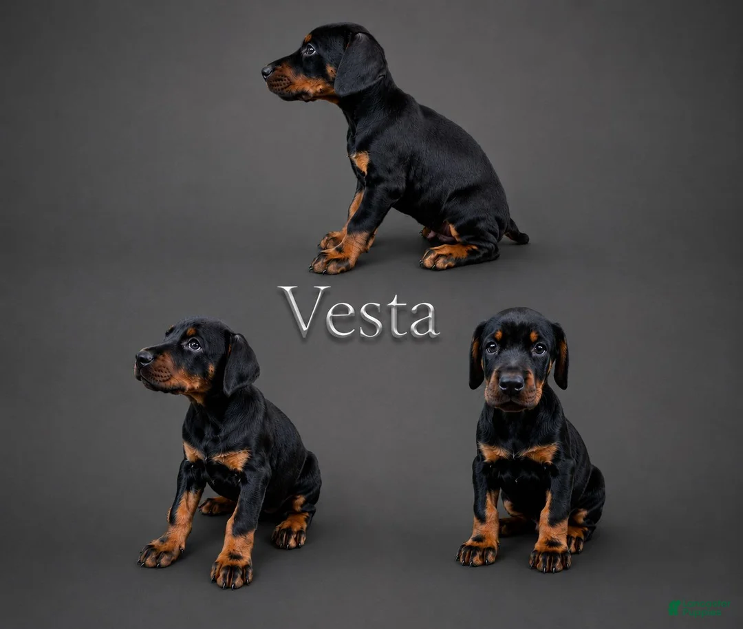 Doberman Pinscher dogs for sale: Vesta - Ad 1