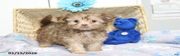 Shorkie dogs for sale: Angel - Ad 1