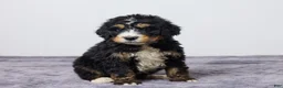 Bernedoodle dogs for sale: King - Ad 4
