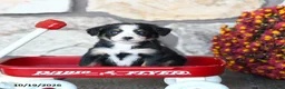 Mini Bernedoodle dogs for sale: Lil Princess - Ad 3