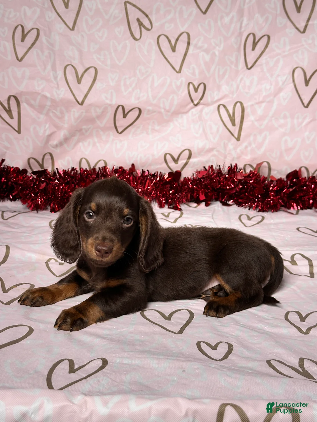 Miniature Dachshund dogs for sale: Preston - Ad 4