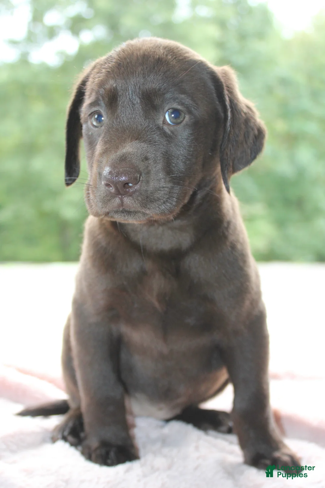 Labrador Retriever dogs for sale: Zoey  - Ad 1