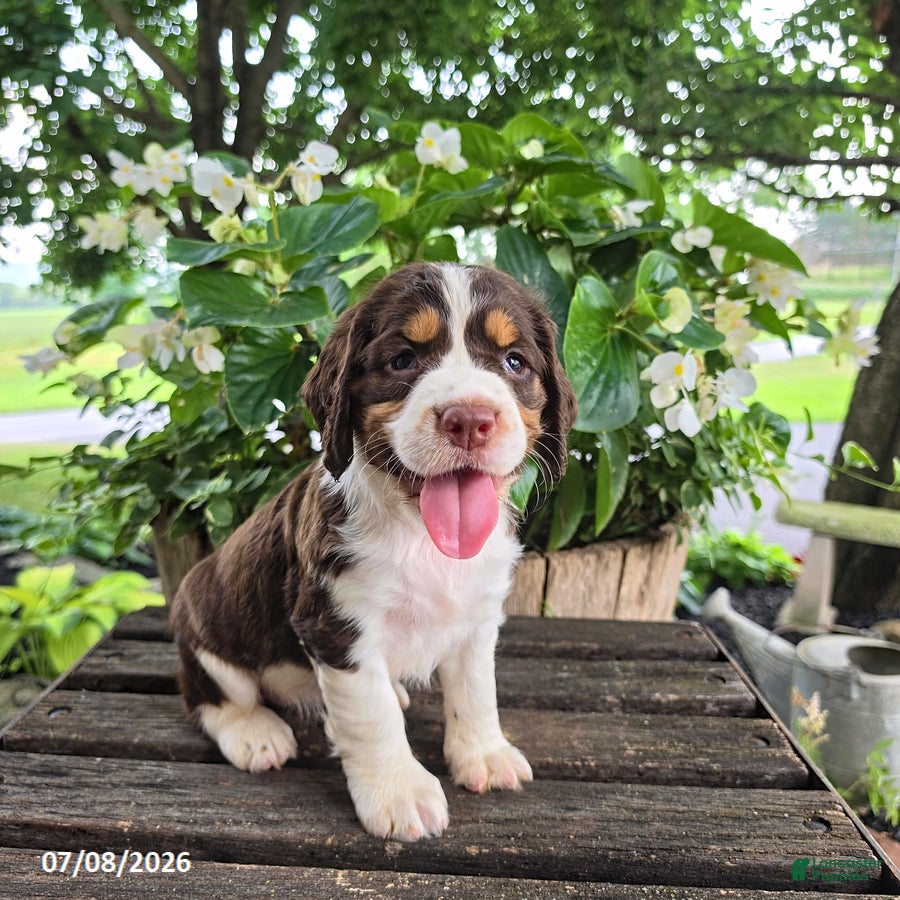 English Springer Spaniel dogs Ivy - Ad 2
