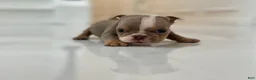 English Bulldog dogs for sale: SnowBall - SPECIAL NEEDS  - Ad 9