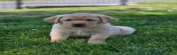 Labrador Retriever dogs for sale: Mitch - Ad 3