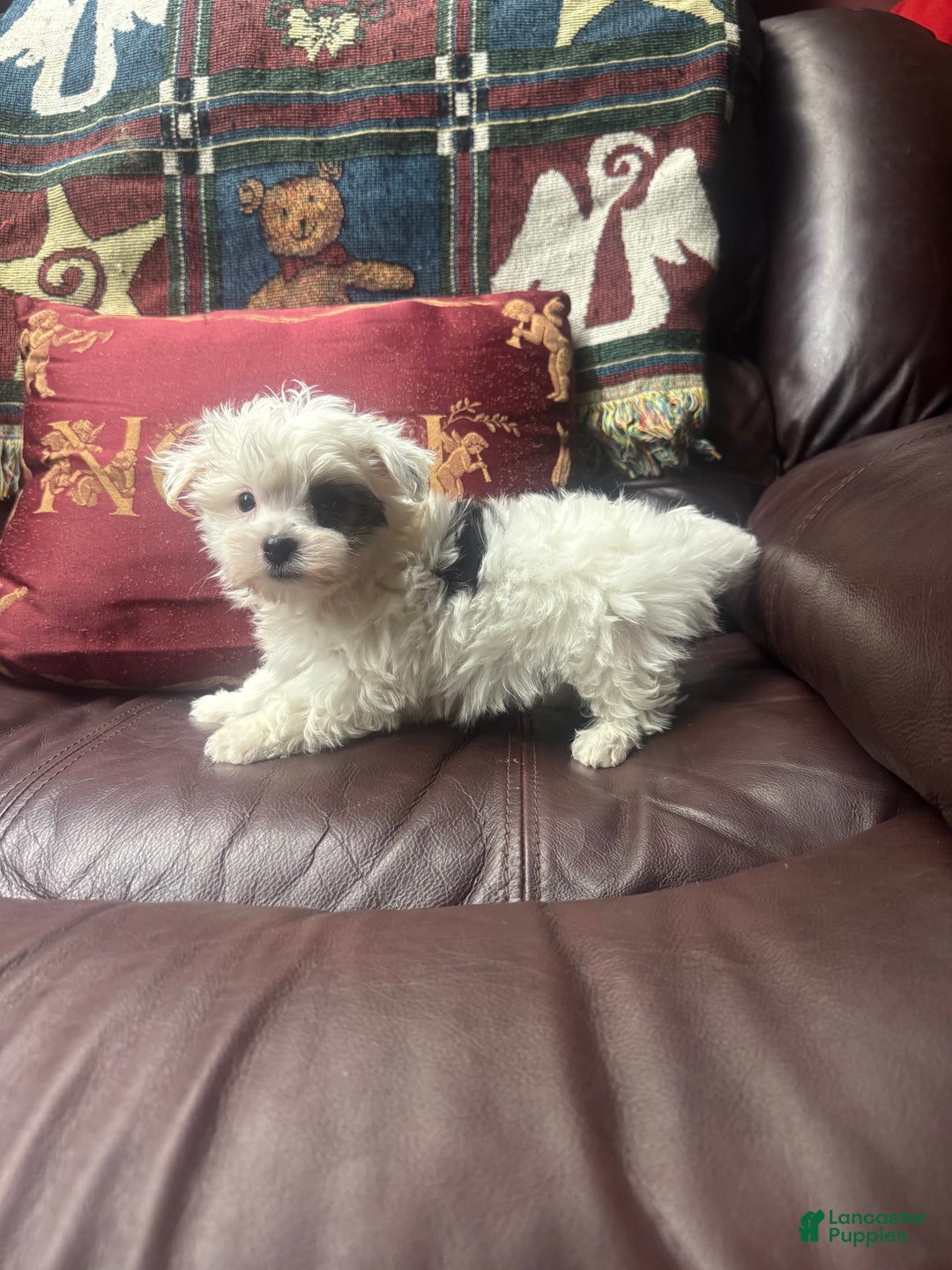 Morkie dogs for sale: Morkie Puppy 1 - Ad 4
