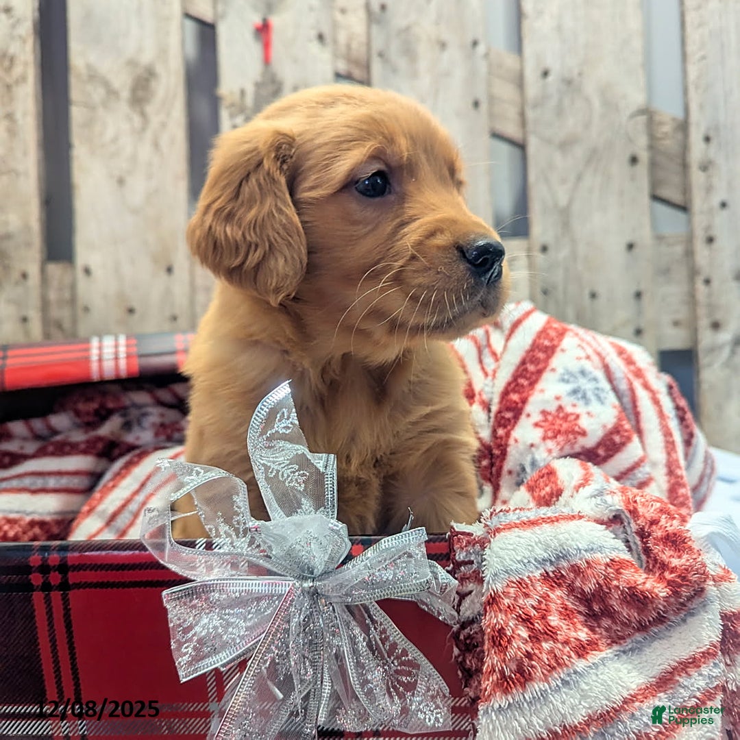 Golden Retriever dogs for sale: Joy - Ad 3