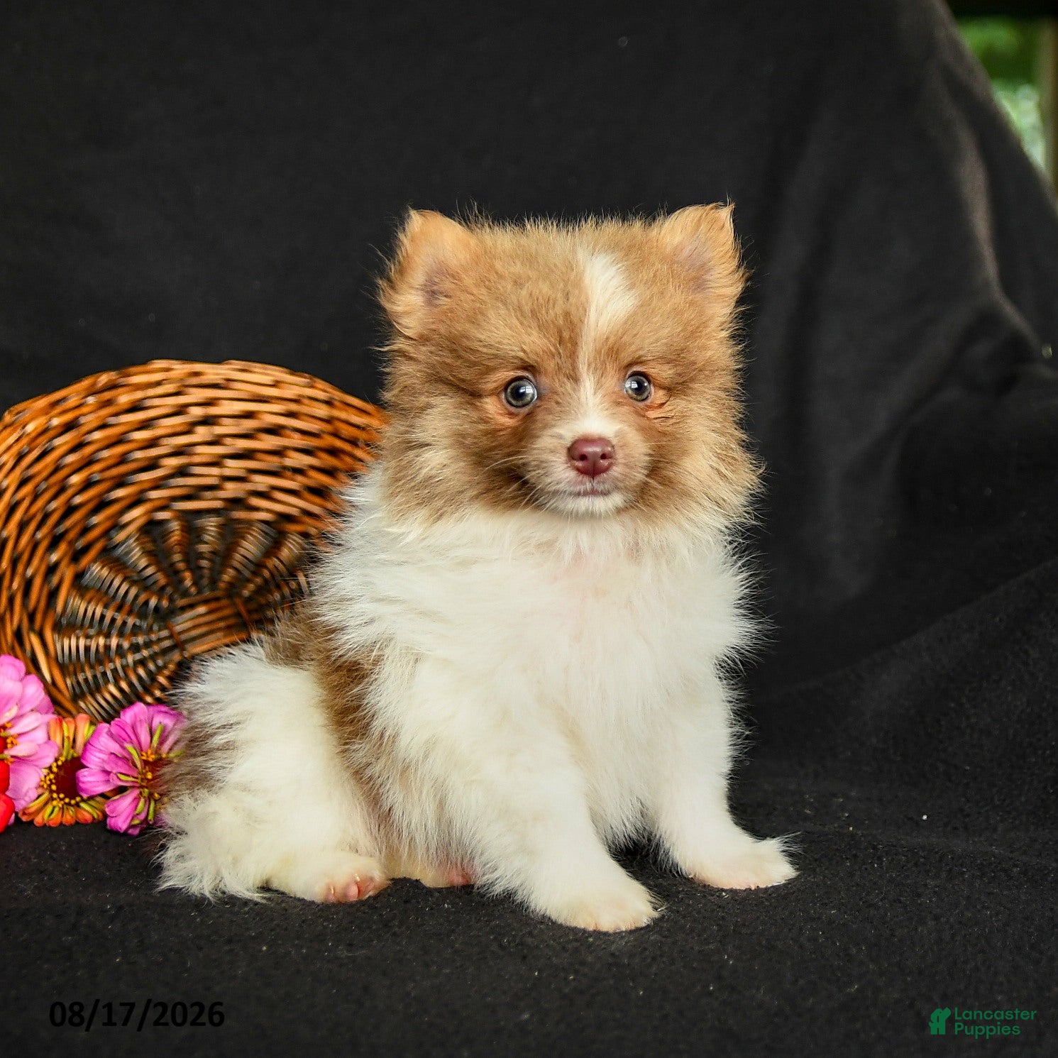 Pomeranian dogs Pollo - Ad 2
