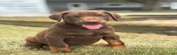 Doberman Pinscher dogs for sale: Athena - Ad 2