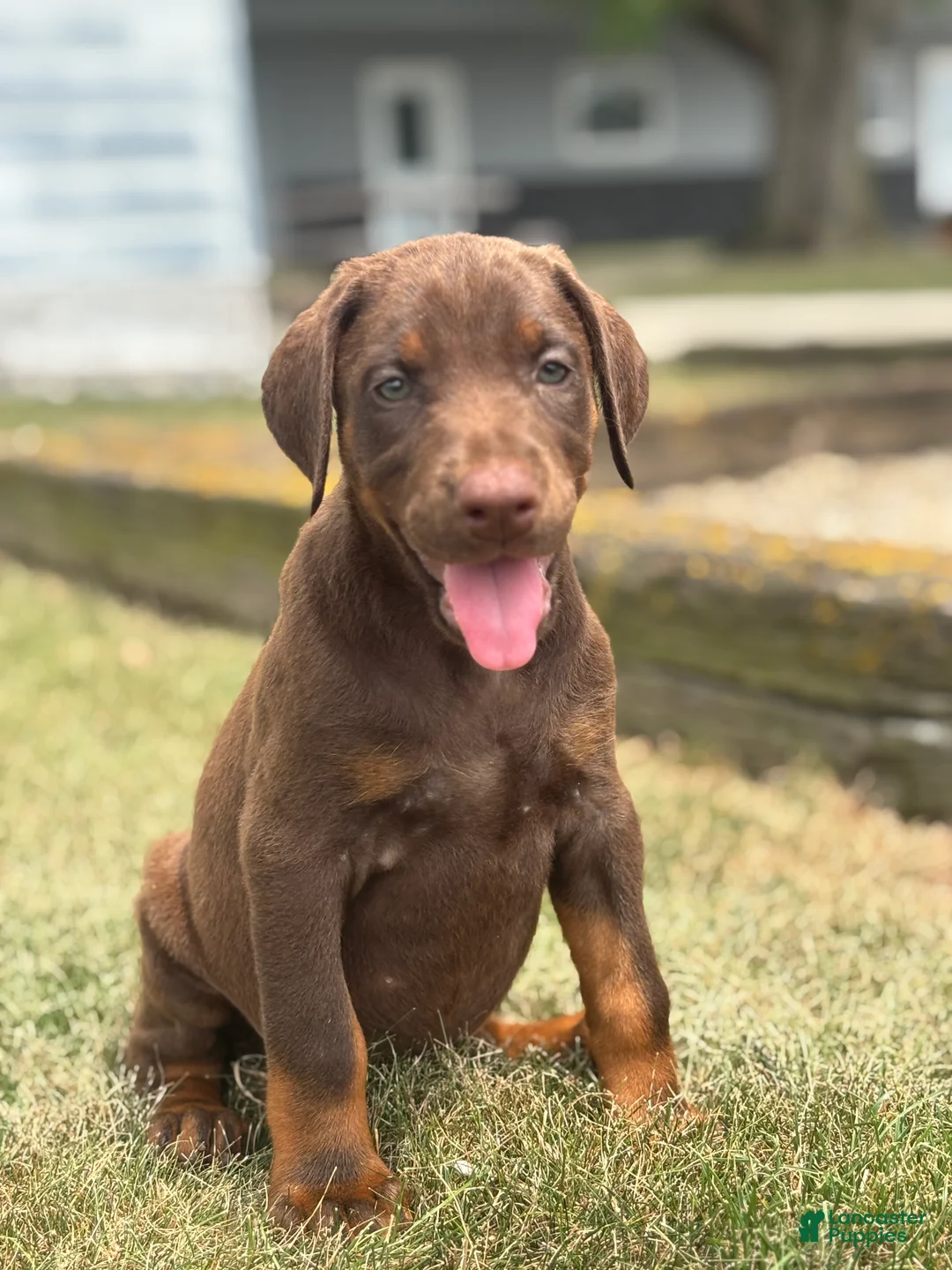 Doberman Pinscher dogs for sale: Athena - Ad 2