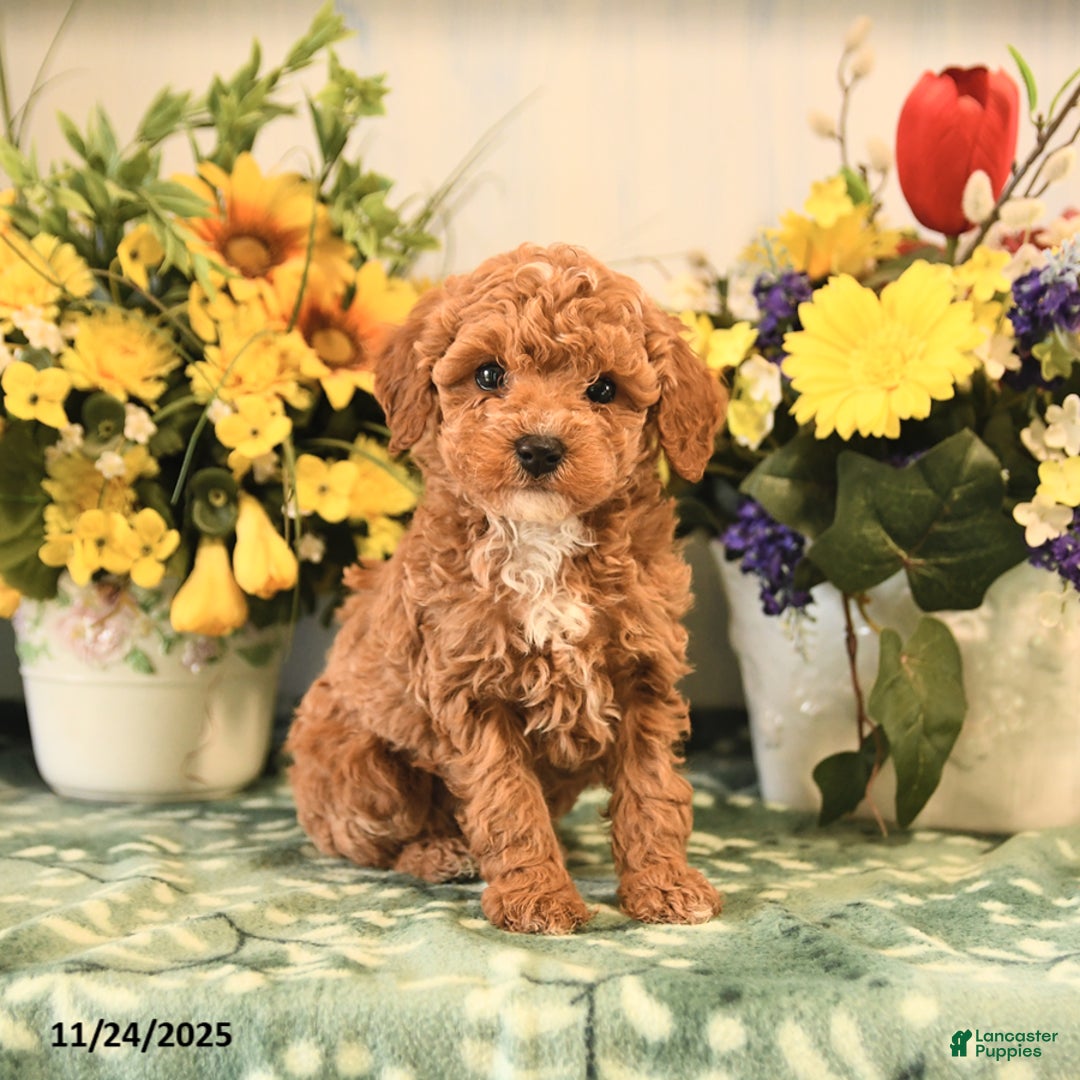 Miniature Poodle dogs for sale: London - Ad 1
