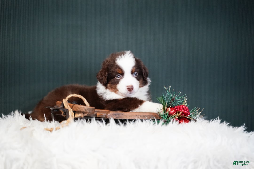 Miniature Australian Shepherd dogs for sale: Bentley - Ad 6