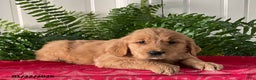 Golden Retriever dogs for sale: Fletcher - Ad 2