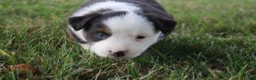 Miniature Australian Shepherd dogs for sale: Ellis - Ad 17