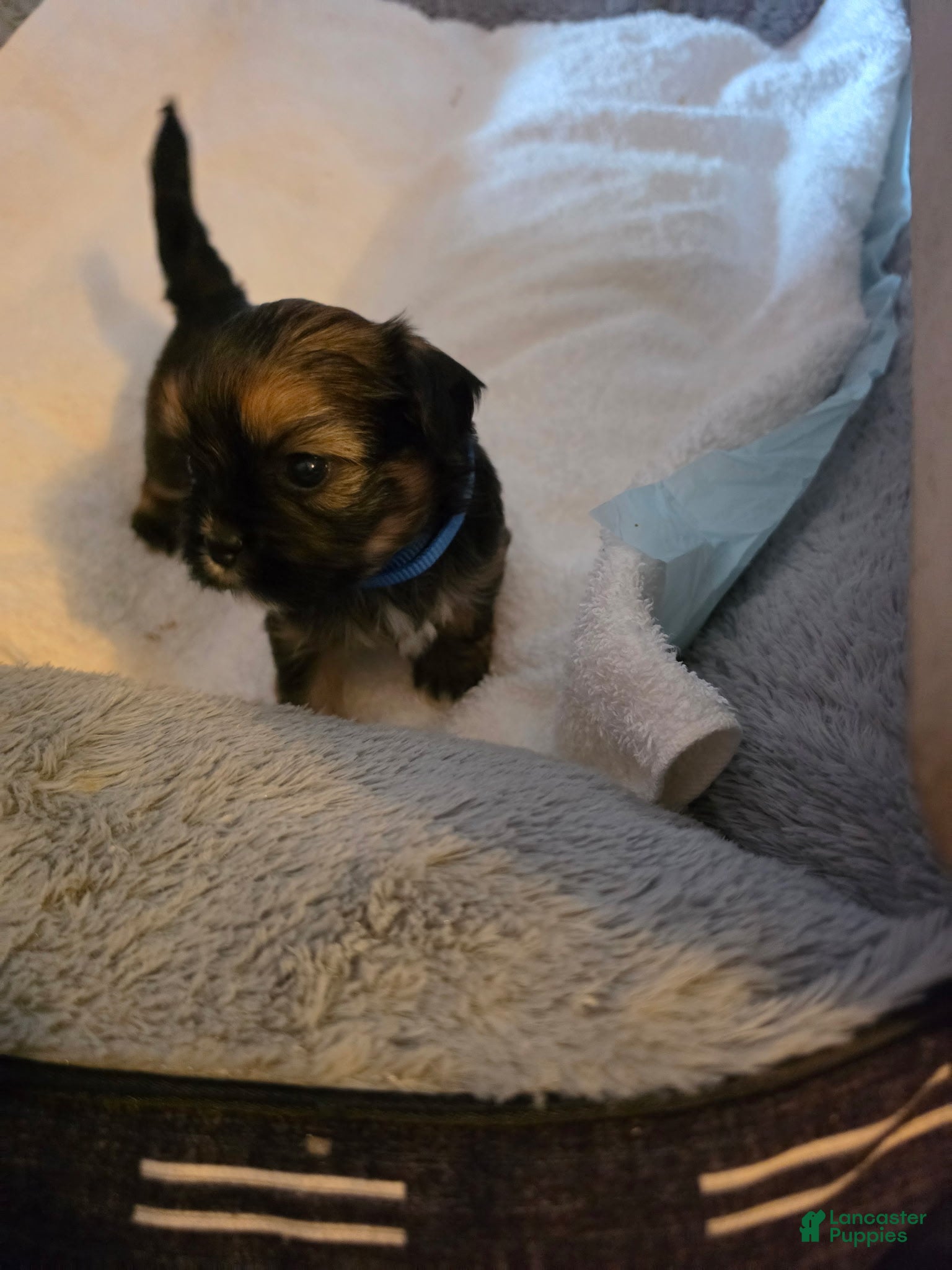 Shih Tzu dogs Rufus - Ad 2