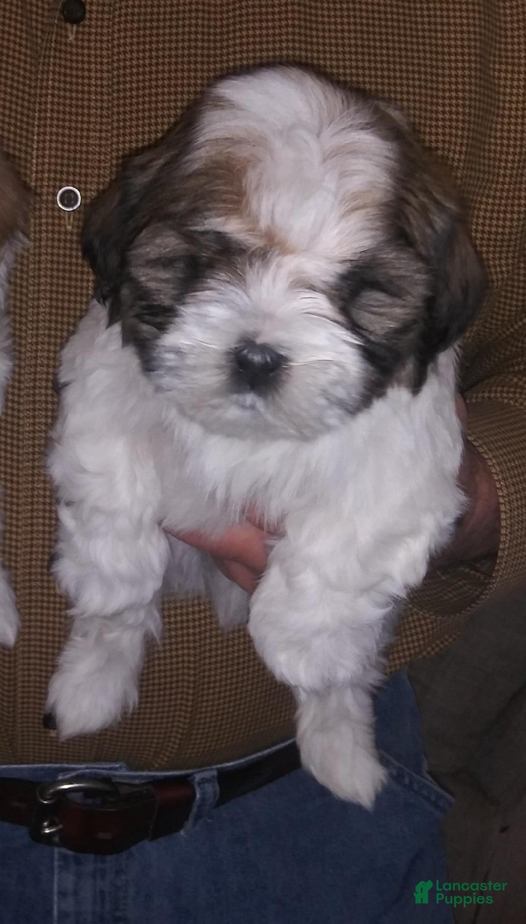 Havapoo dogs Blue Merle - Ad 21