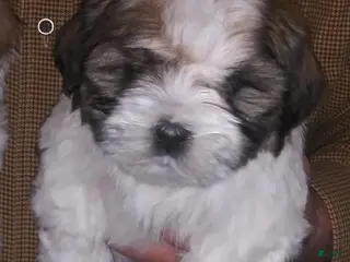 Havapoo dogs Blue Merle - Ad 11
