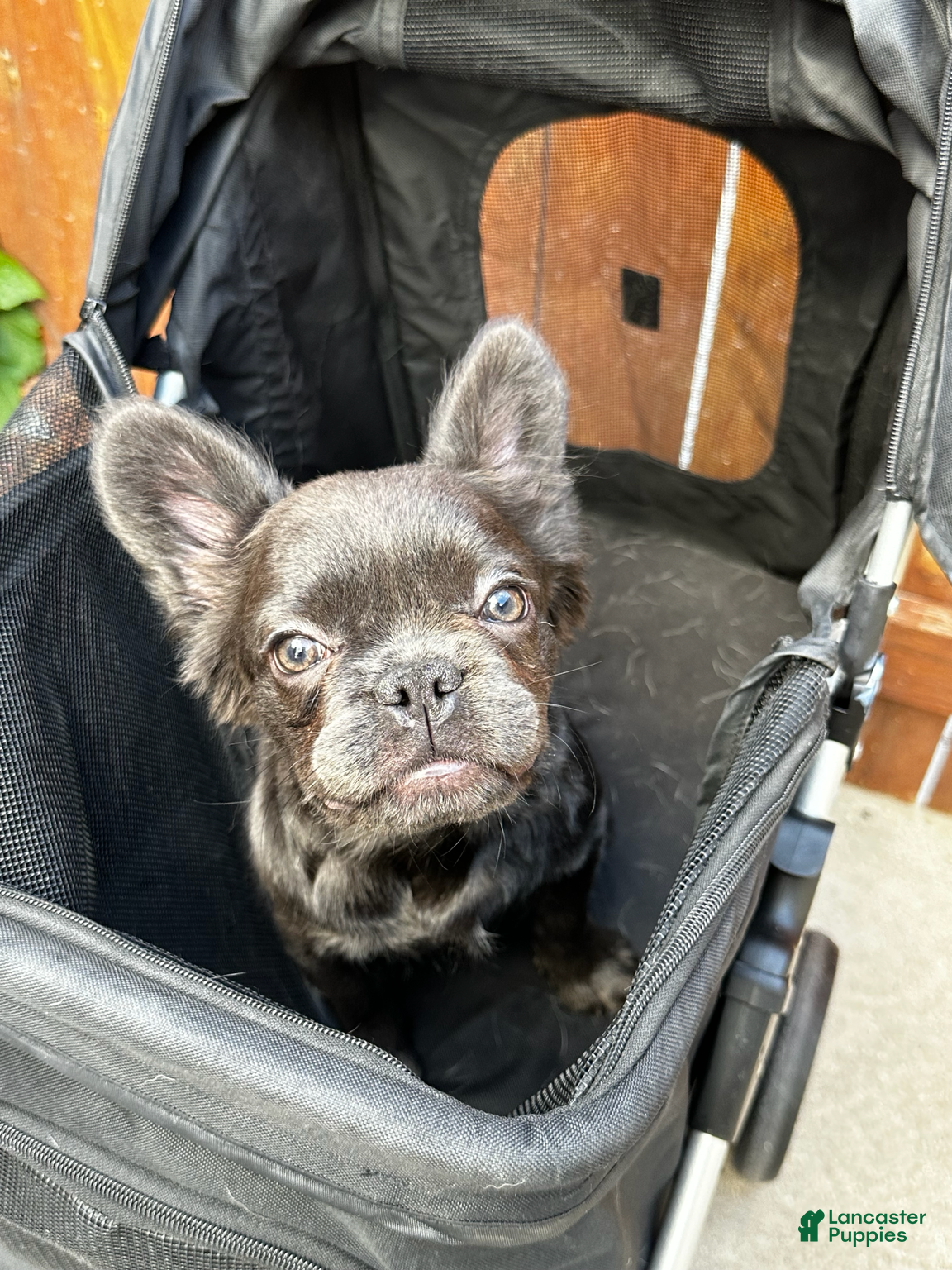 French Bulldog dogs Zoe - Ad 1