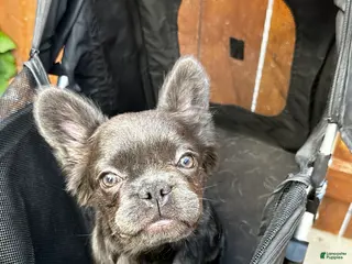 French Bulldog dogs for sale: Zoe - Ad 2