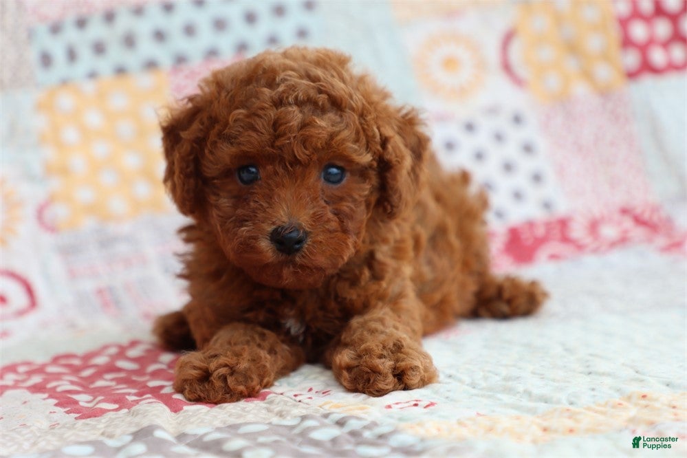 Miniature Poodle dogs Miniature Poodle Puppy 1 - Ad 6