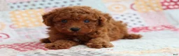 Miniature Poodle dogs for sale: Miniature Poodle Puppy 1 - Ad 1