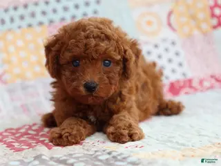 Miniature Poodle dogs Miniature Poodle Puppy 1 - Ad 23