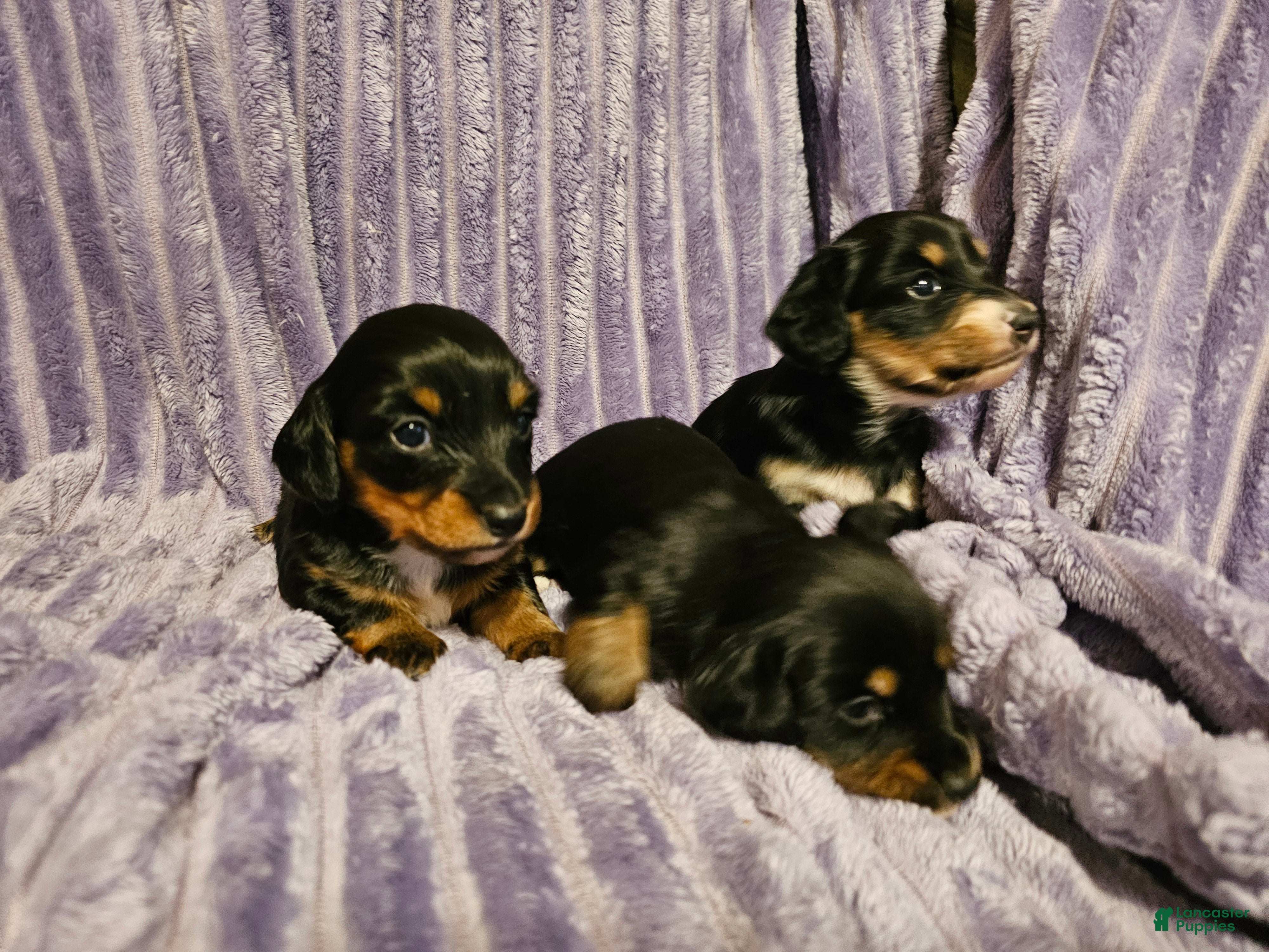 Miniature Dachshund dogs Nala - Ad 15