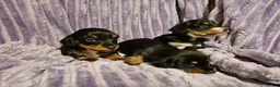 Miniature Dachshund dogs for sale: Nala - Ad 1
