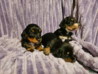 Miniature Dachshund dogs Nala - Ad 15