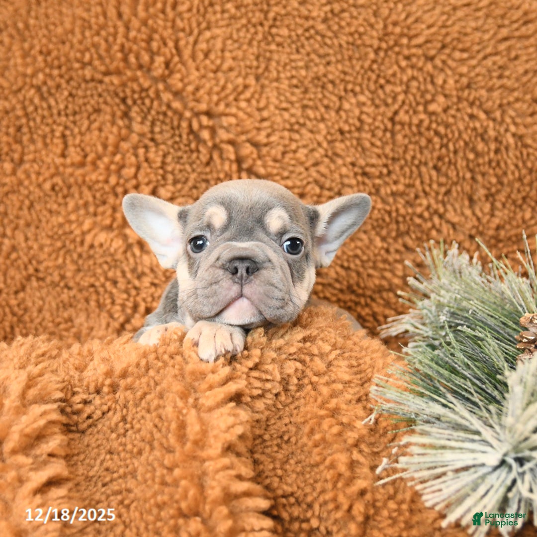 French Bulldog dogs for sale: Tessa - Ad 3