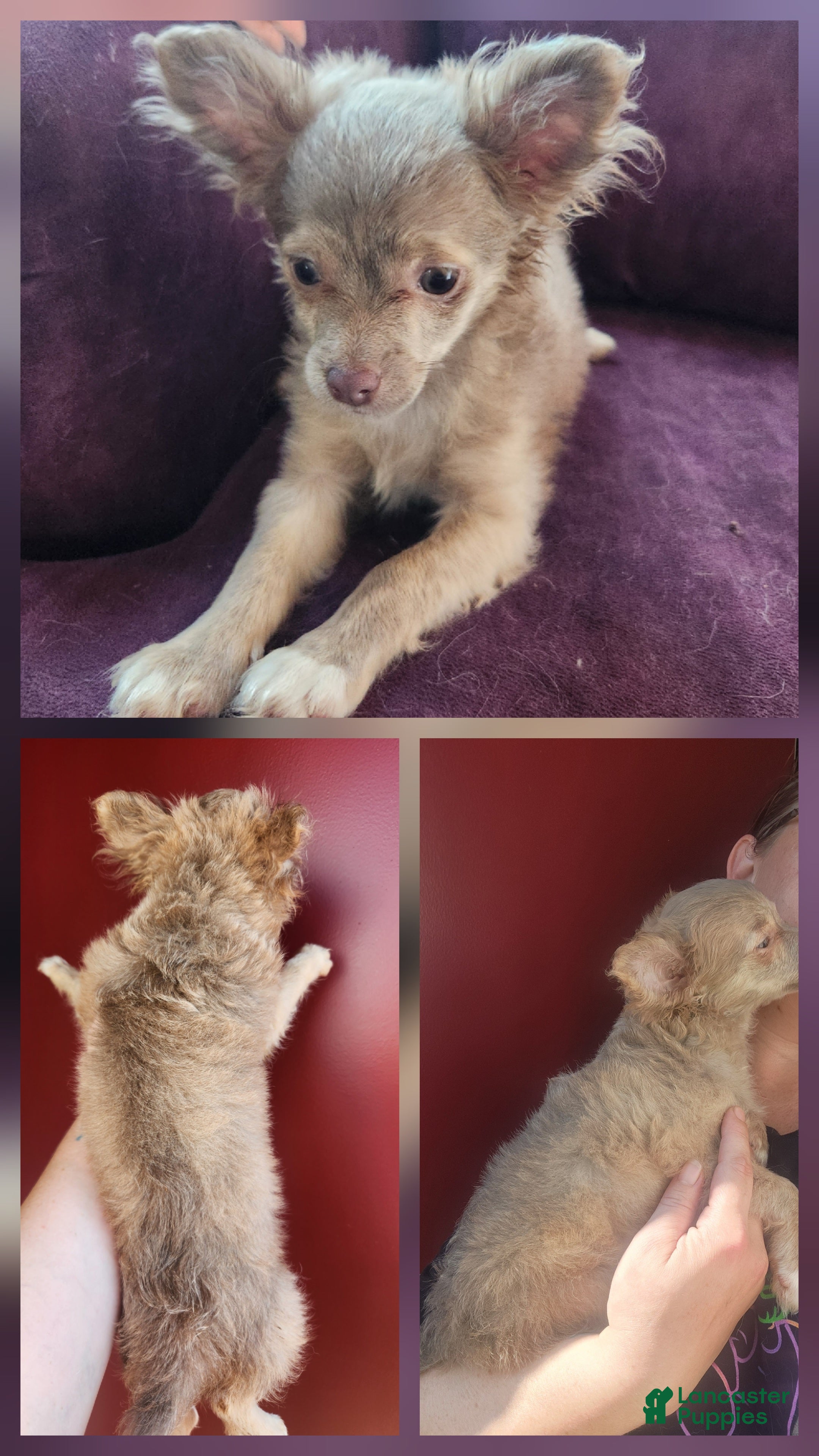 Chihuahua dogs Jasper - Ad 42